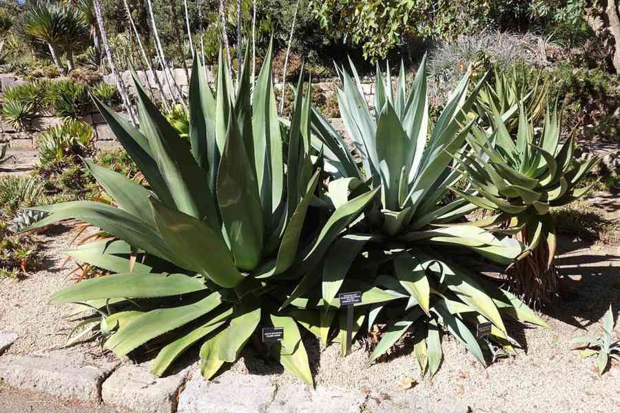 Sazenice Agave salmiana subs. Salmiana