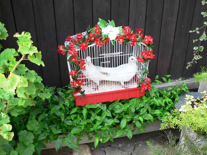 Svatební holubi - foto 2