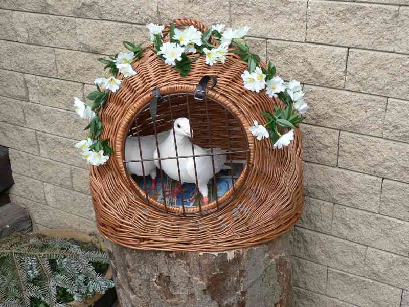 Svatební holubi - foto 3