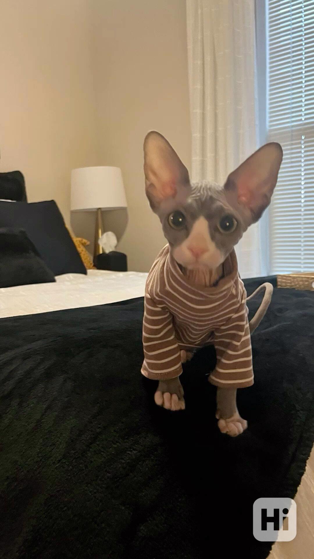 Munchkin sphynx koťata k bezplatné adopci   - foto 1
