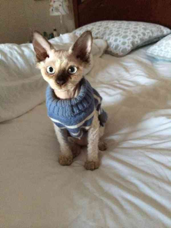 Munchkin sphynx koťata k bezplatné adopci   - foto 2