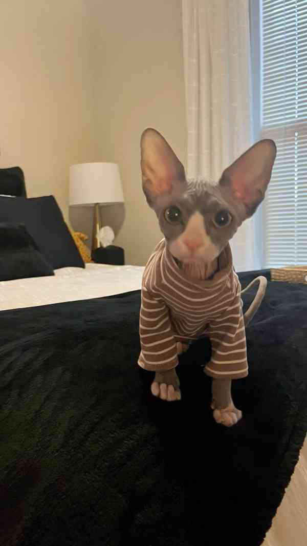 Munchkin sphynx koťata k bezplatné adopci   - foto 1