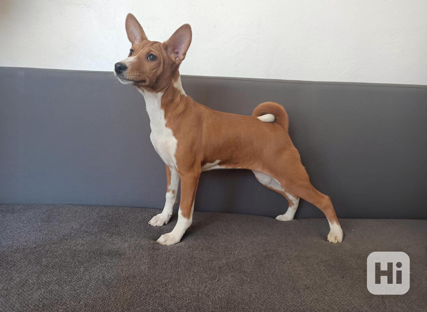 Basenji - prodám štěňata bez pp - foto 1