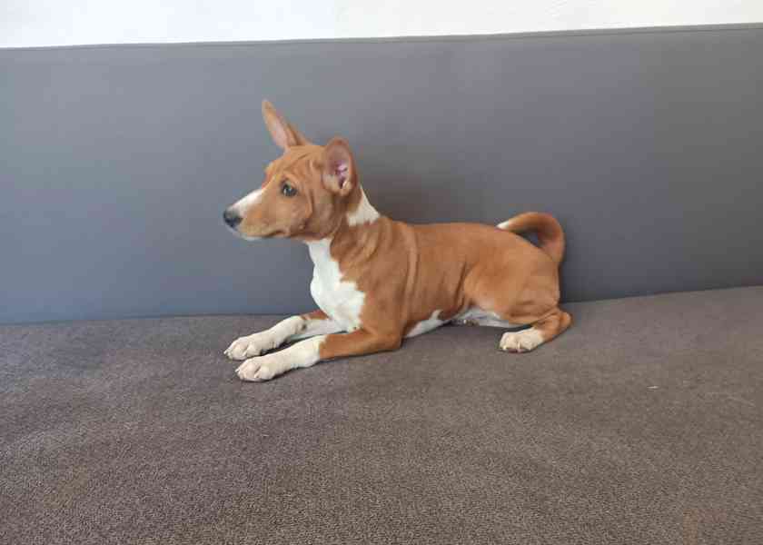 Basenji - prodám štěňata bez pp - foto 3