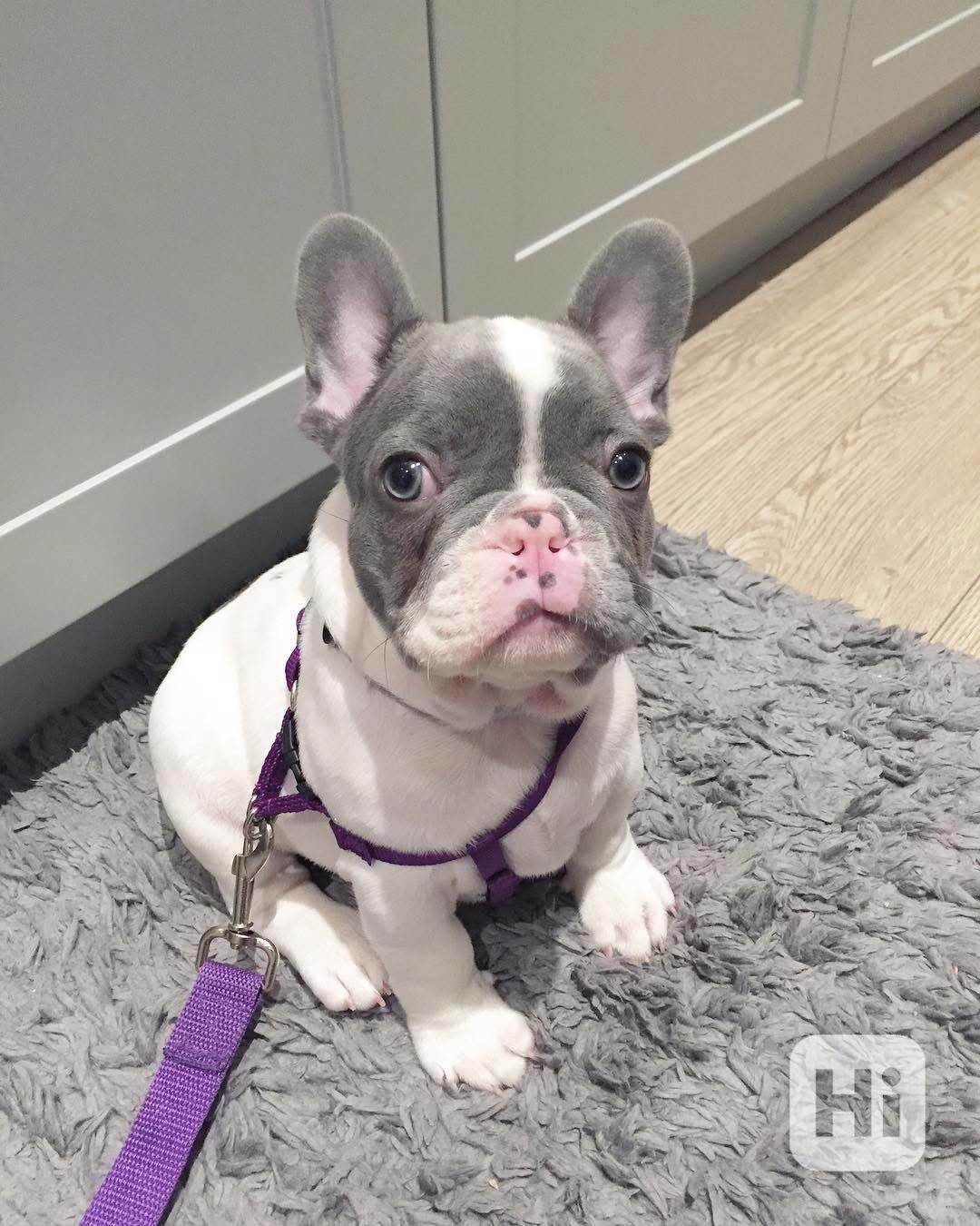 ŠTĚŇATA FRANCOUZSKÉHO BULDOGA - foto 1