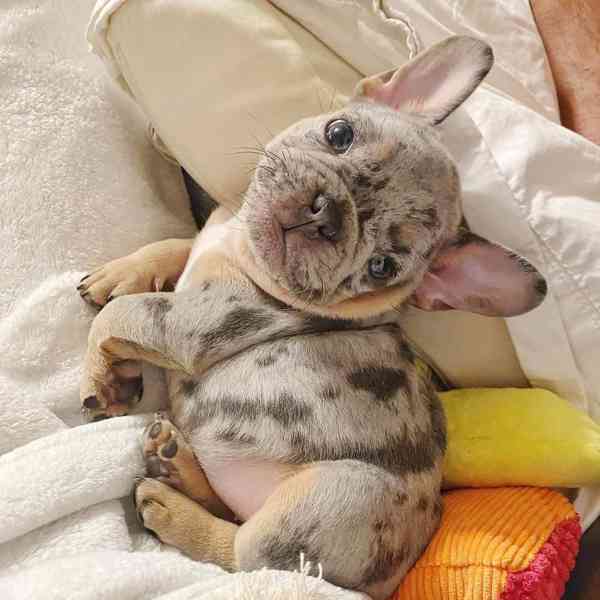 ŠTĚŇATA FRANCOUZSKÉHO BULDOGA - foto 2