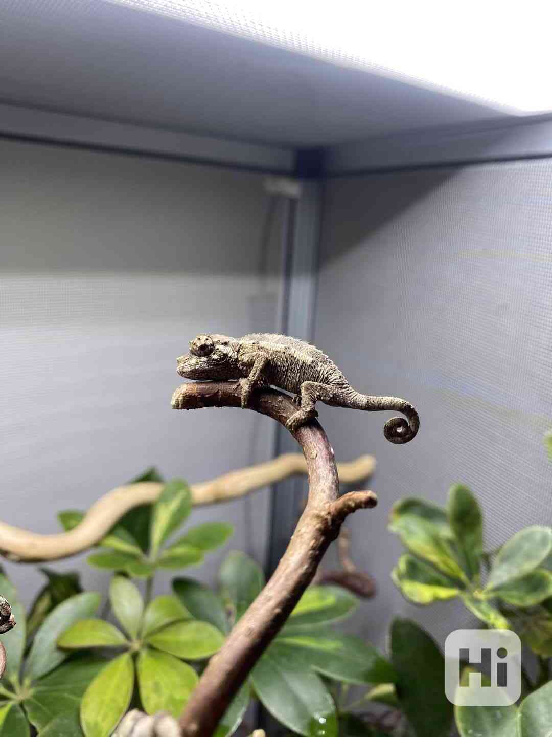 Chameleon jacksonii xantholopus F1 - foto 1