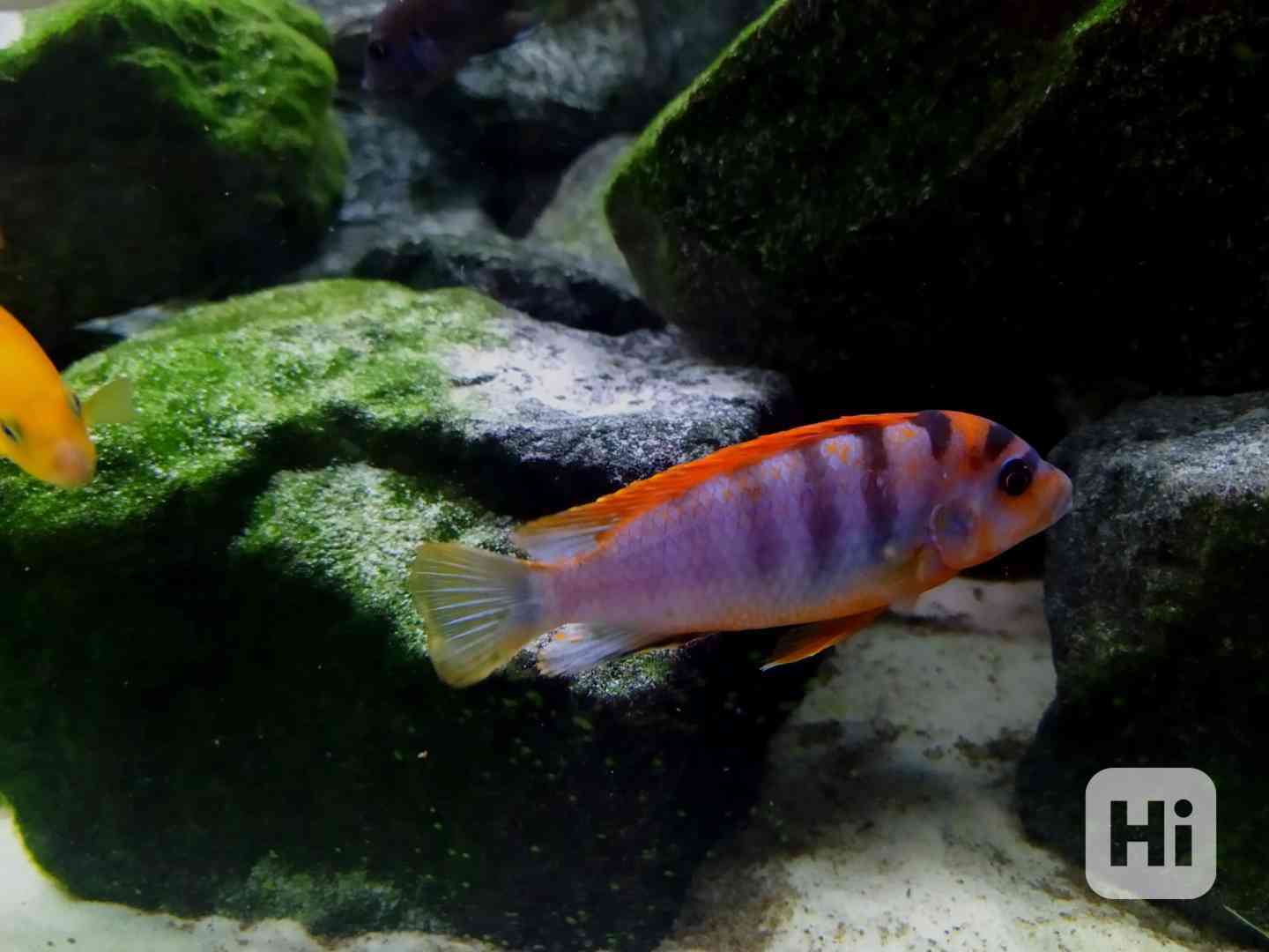 Tlamovic Malawi  - foto 1