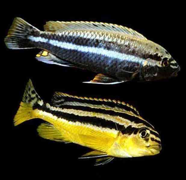 Tlamovic Malawi  - foto 43