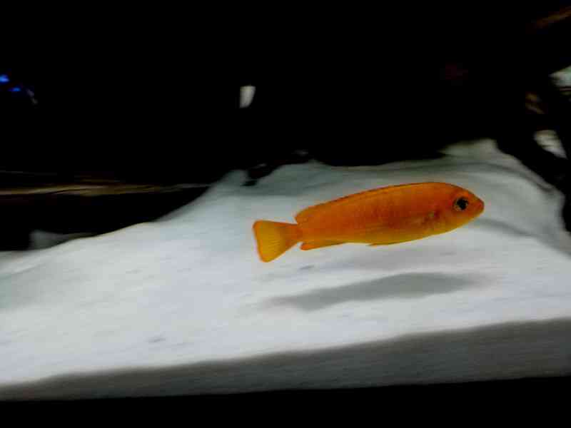 Tlamovic Malawi  - foto 21