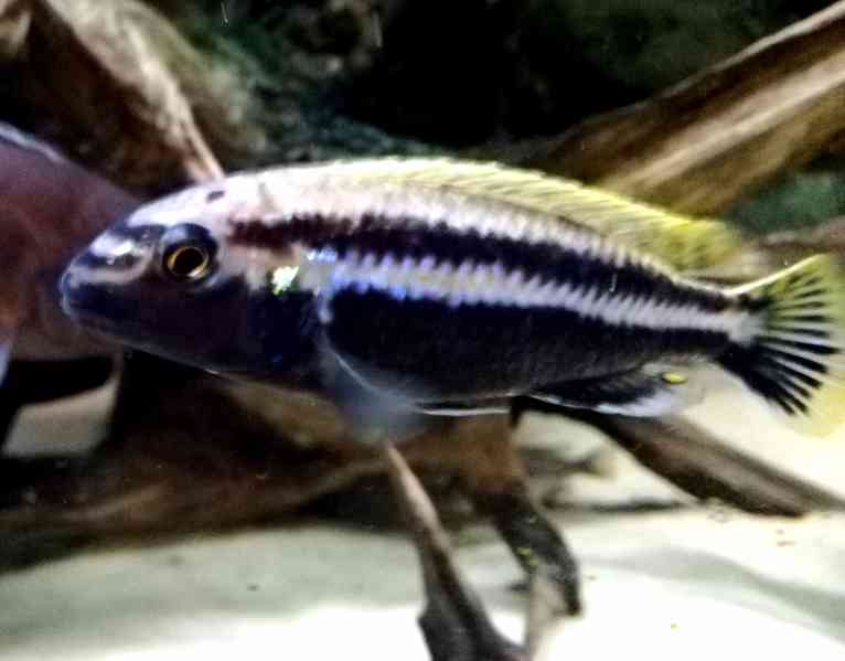 Tlamovic Malawi  - foto 24