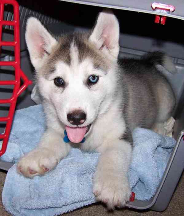 Štěňátka černobílý sibiřský husky - foto 3