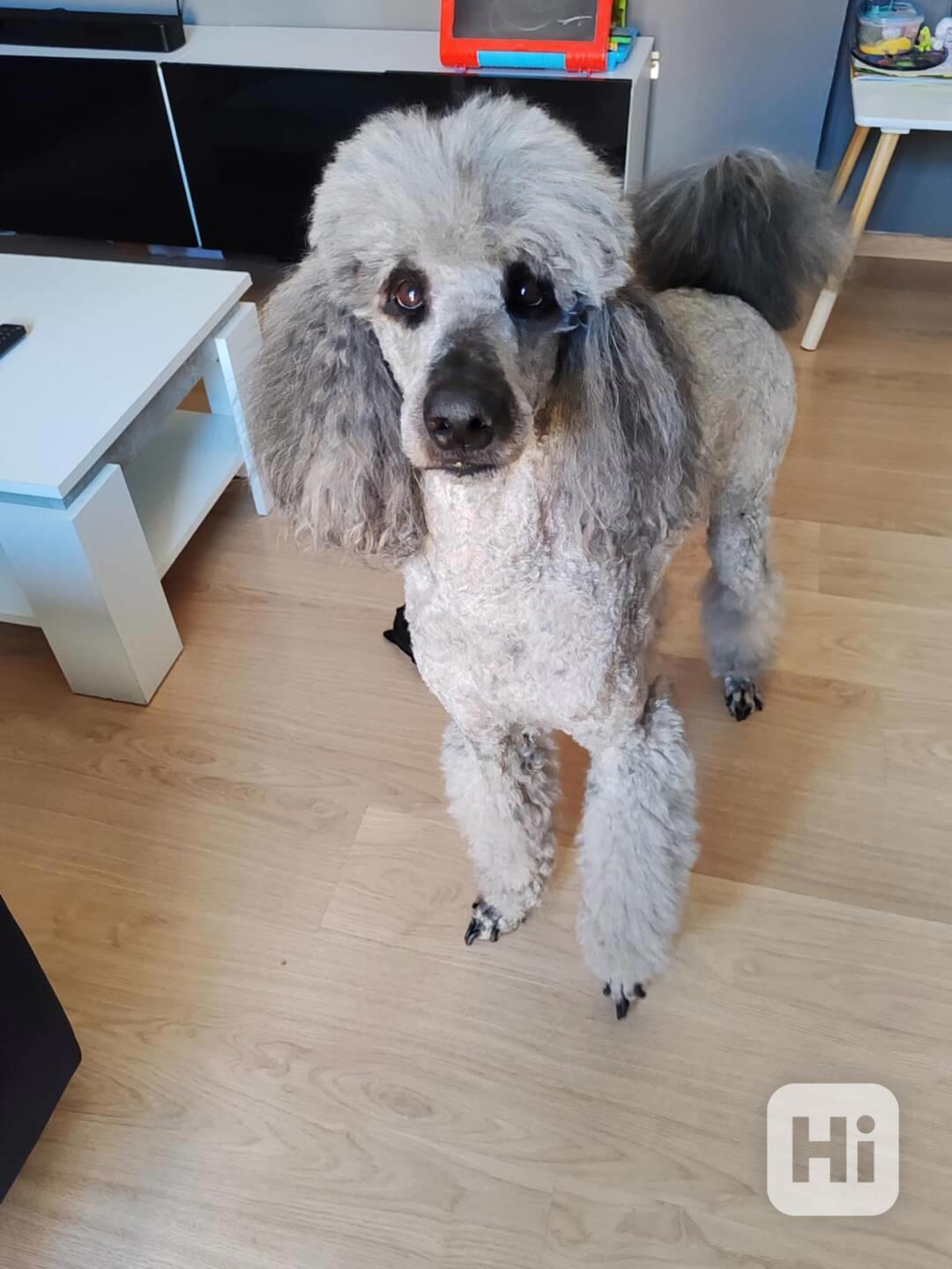 Pudl královský  - foto 1
