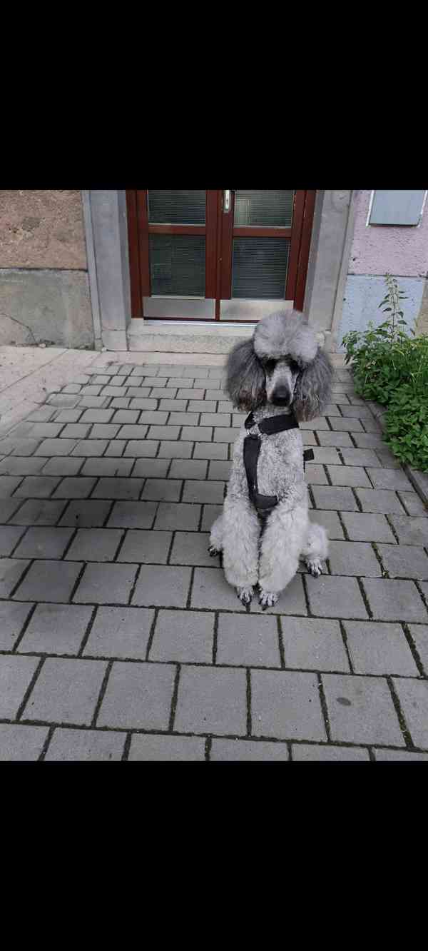 Pudl královský  - foto 3