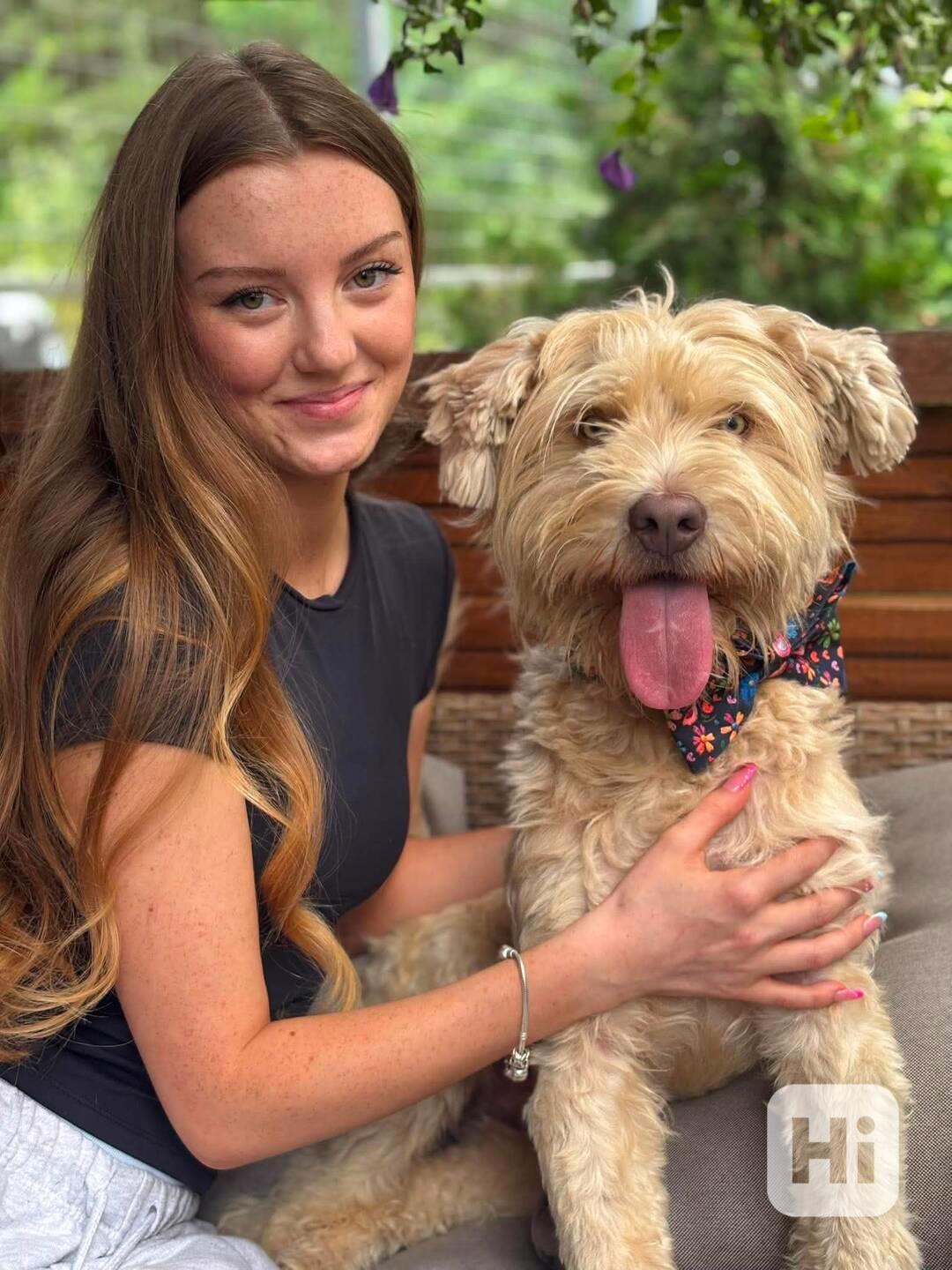 NINO - kastrovaný psík 2 roky  - foto 1