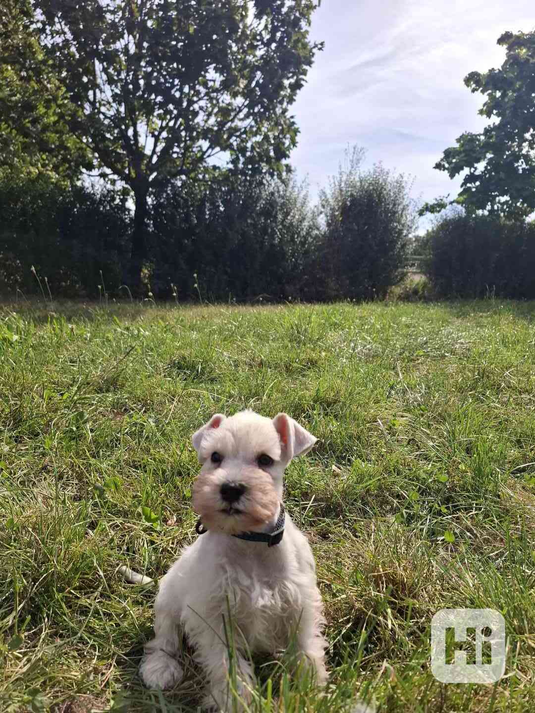 Štěňata  - foto 1