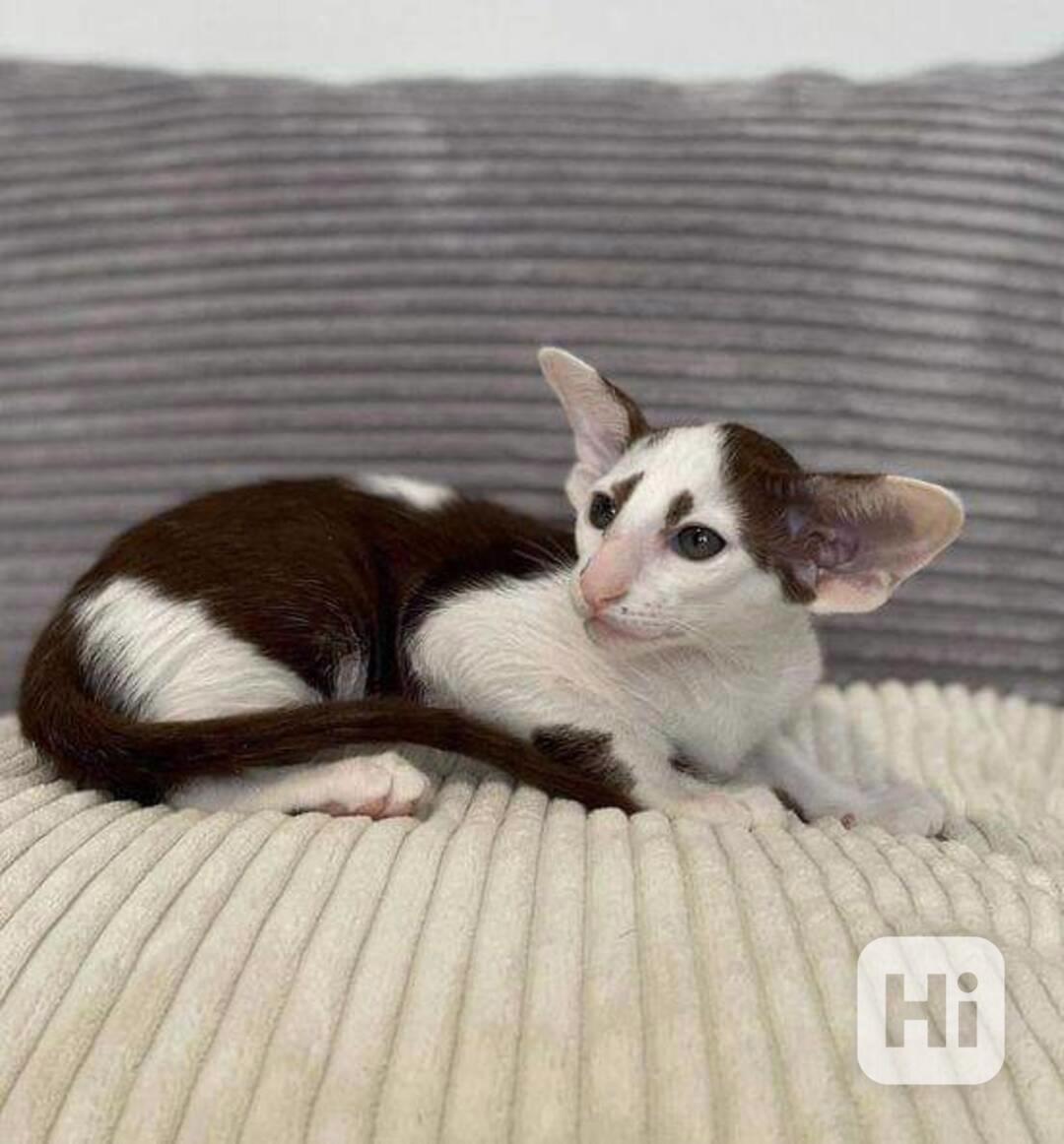 Sladké rozkošné orientální krátkosrsté kotě k adopci - foto 1