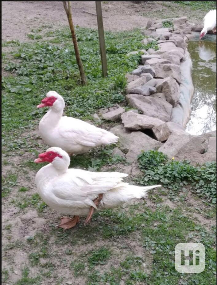 Pižmový kačer - foto 1