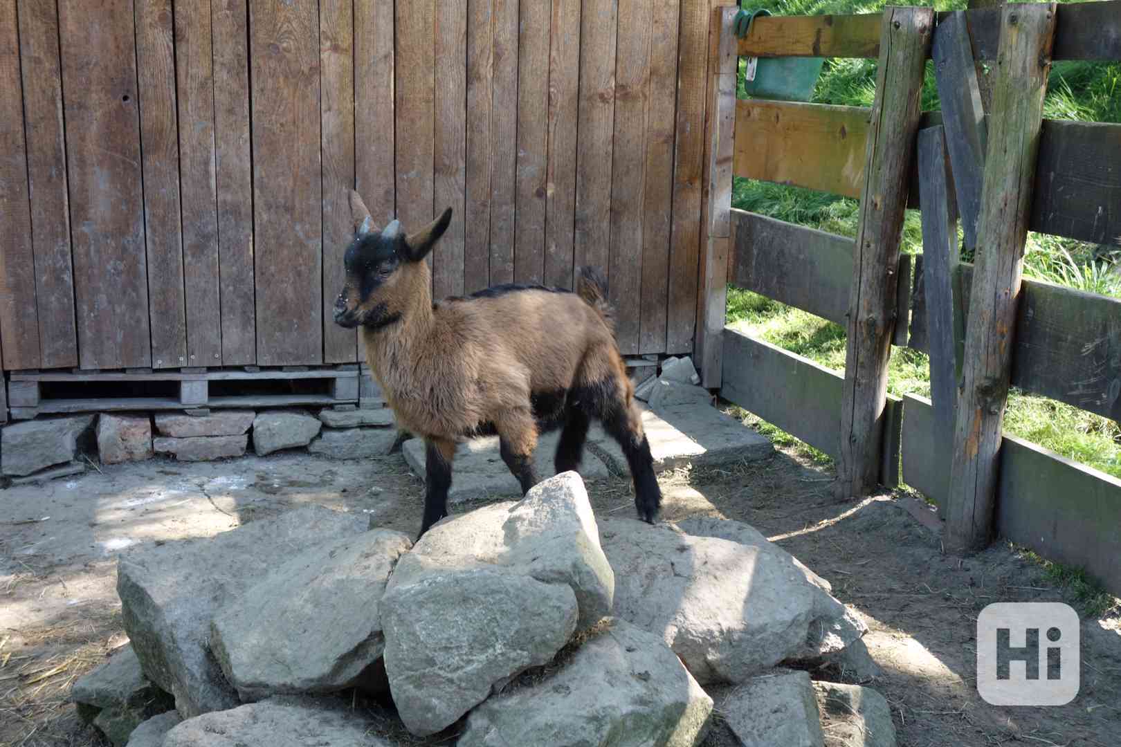 Kůzle - kozička - foto 1