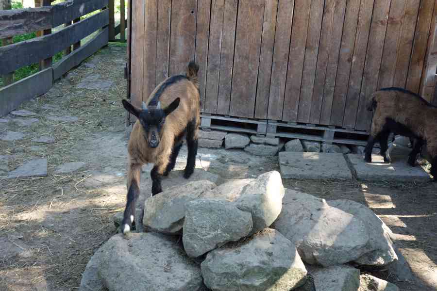 Kůzle - kozička - foto 2