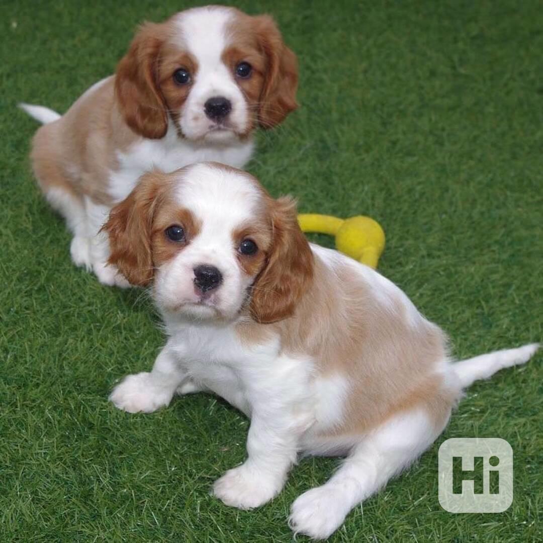 Ohromující štěňata Cavalier Kingu Ohromující štěňata Cavalie - foto 1