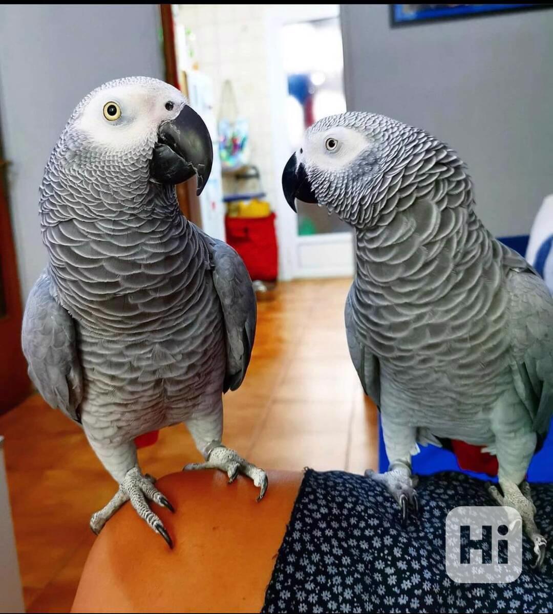 Afričtí šedí papoušci k dispozici