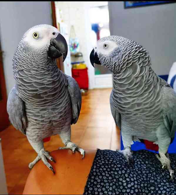 Afričtí šedí papoušci k dispozici