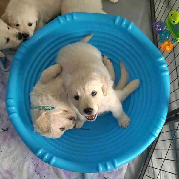golden retriever puppies - foto 3