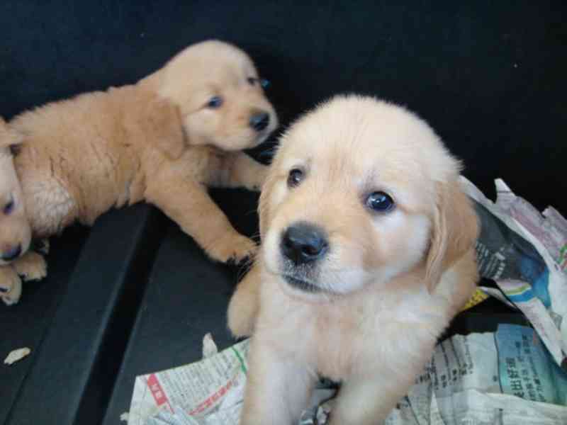 golden retriever puppies - foto 5
