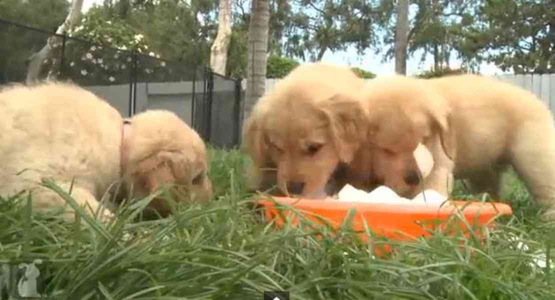 golden retriever puppies - foto 4