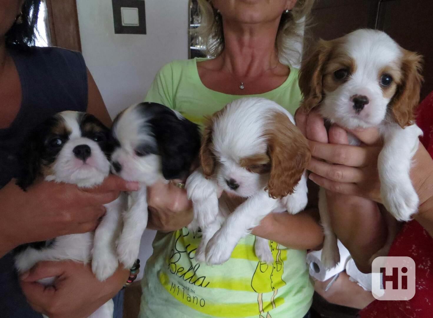 Kavalír King Charles španěl Štěňátka - foto 1