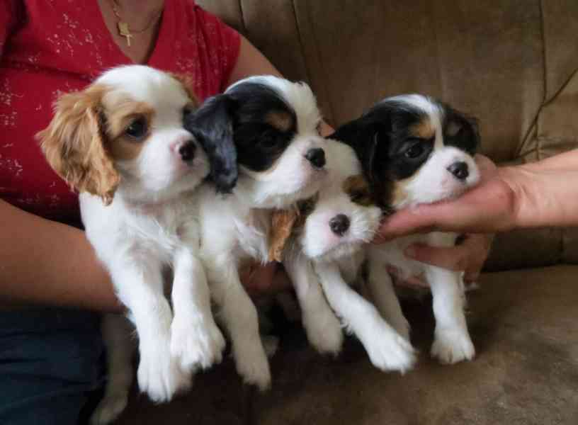 Kavalír King Charles španěl Štěňátka - foto 4