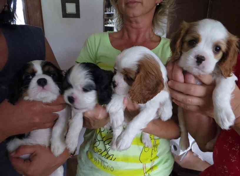 Kavalír King Charles španěl Štěňátka - foto 2