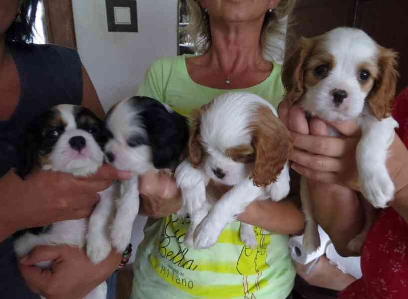 Kavalír King Charles španěl Štěňátka