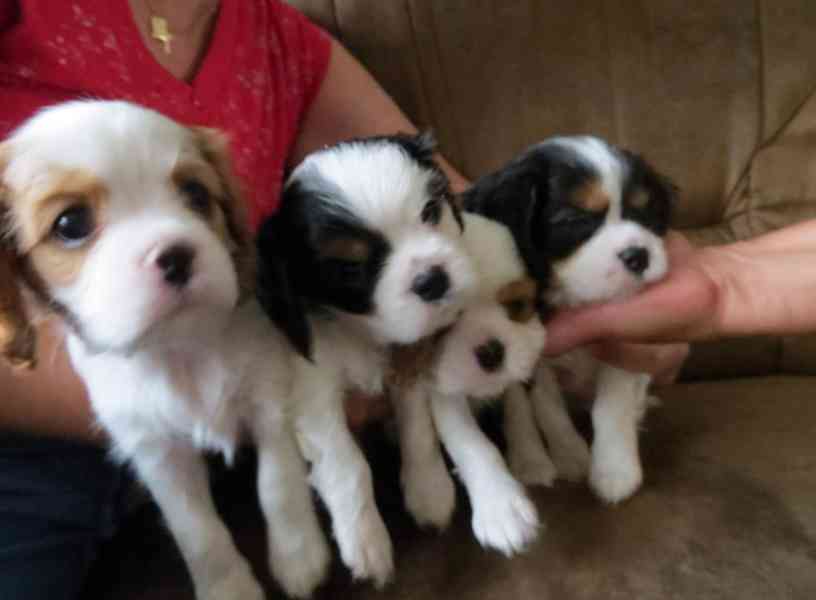 Kavalír King Charles španěl Štěňátka - foto 3
