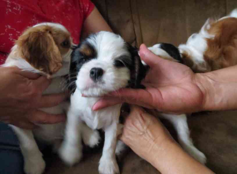 Kavalír King Charles španěl Štěňátka - foto 5