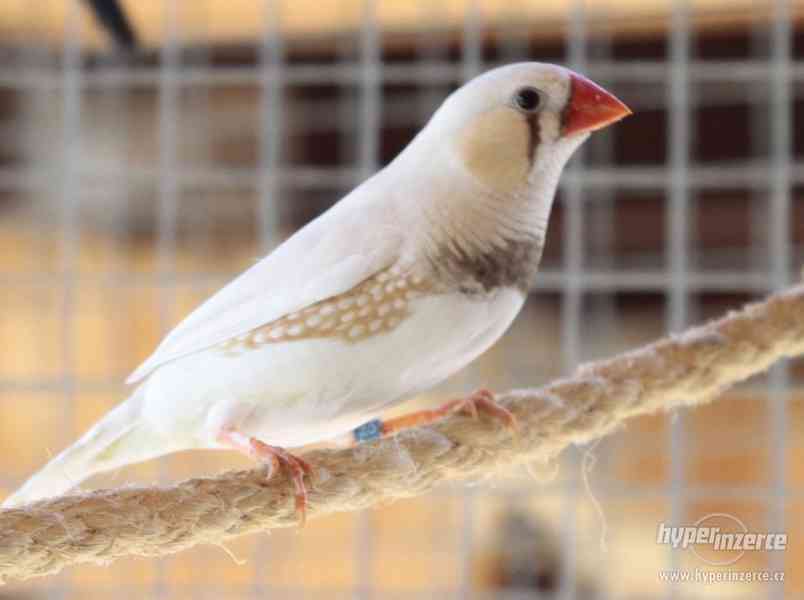 Zebřička pestrá - foto 1