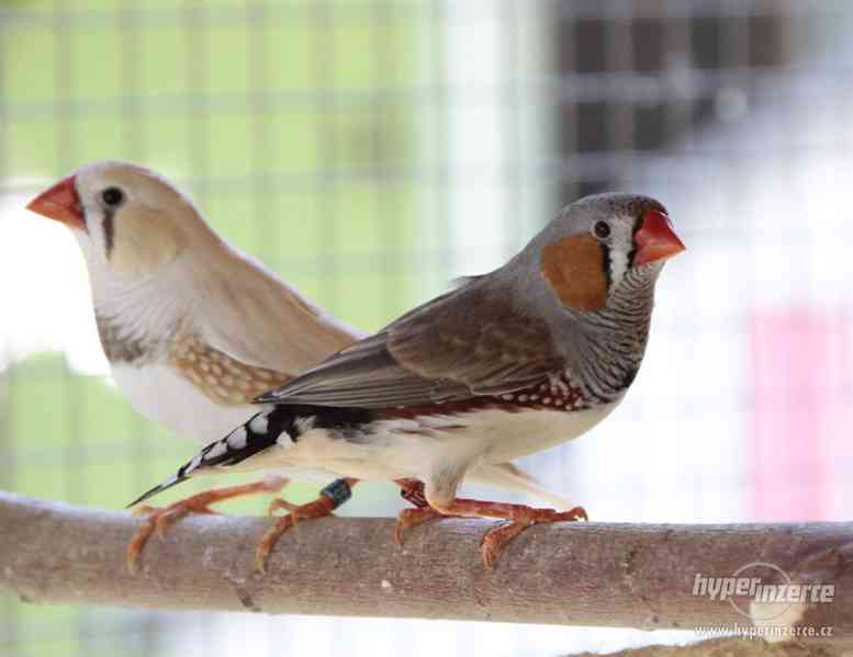 Zebřička pestrá - foto 2