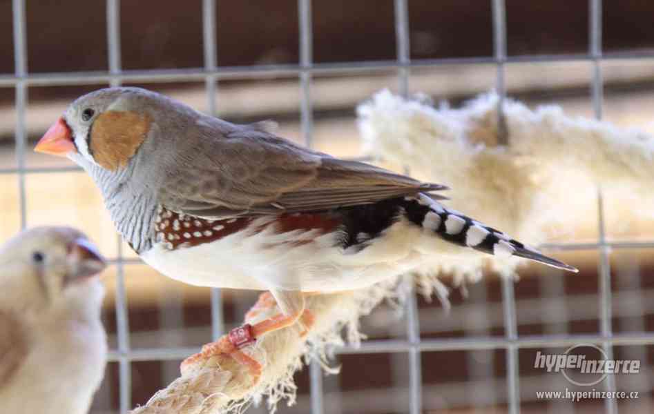 Zebřička pestrá - foto 3