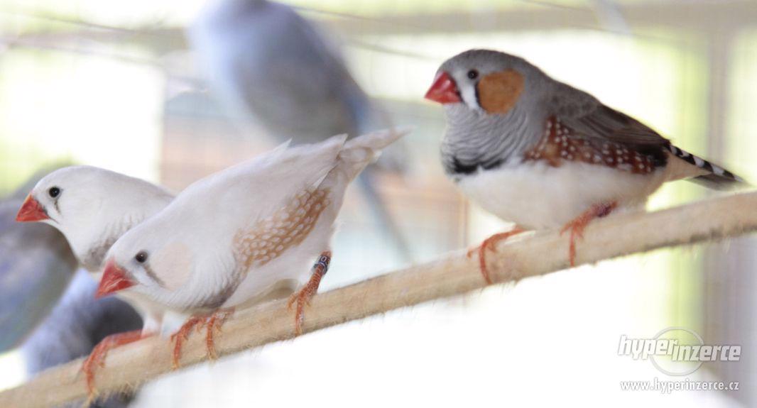 Zebřička pestrá - foto 4