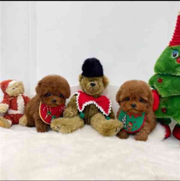 Štěňata pudla připravená na nový domov