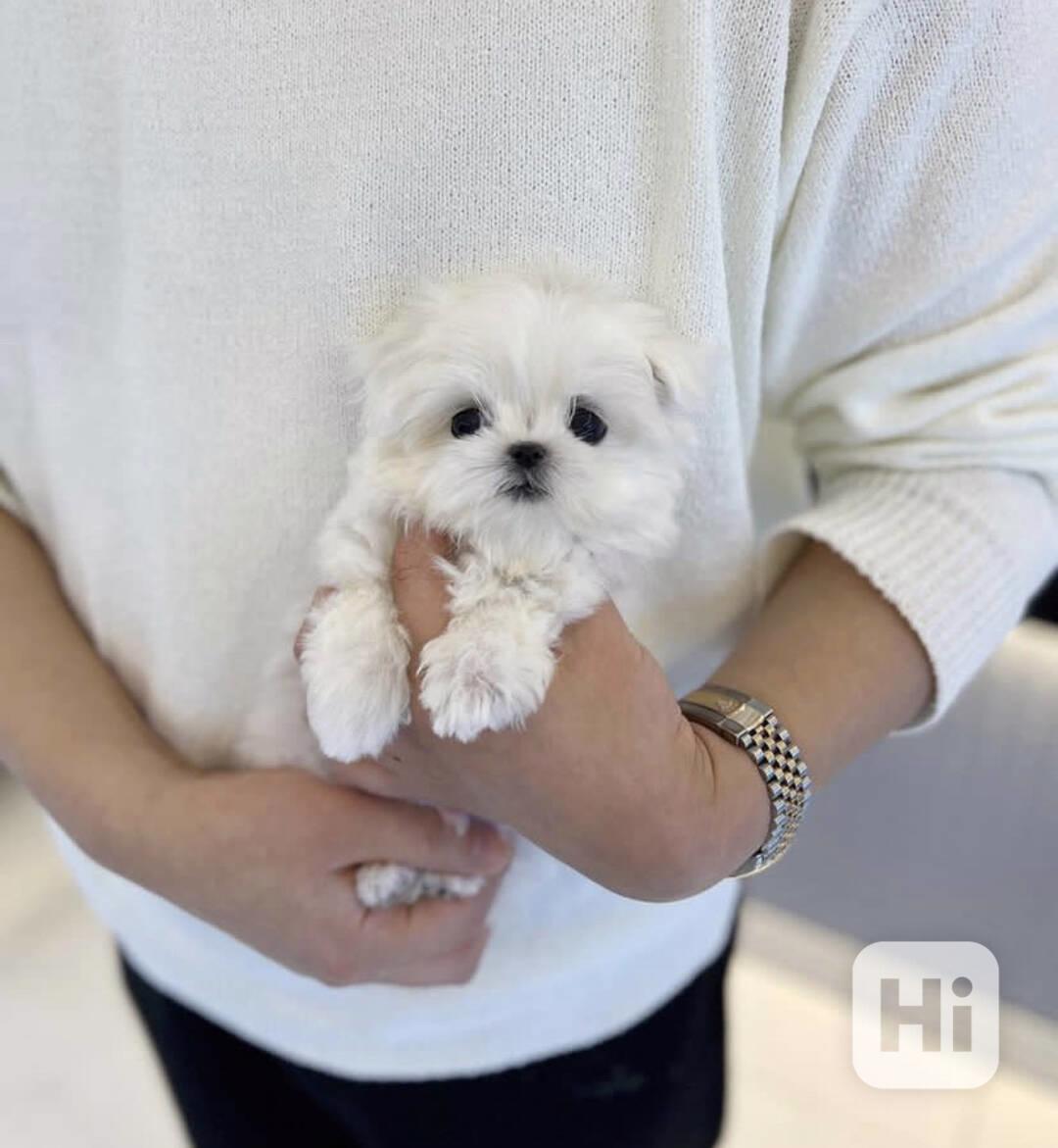 Mini Mini Štěňátka Maltézský psík - foto 1