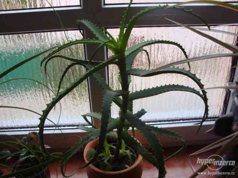 Aloe Barbadensis. - foto 1