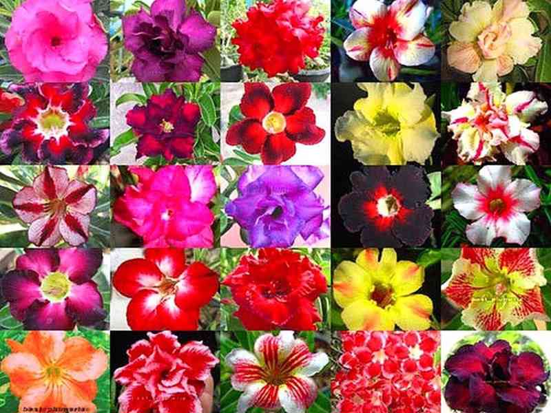 Adenium obesum mix barev - semena - foto 1