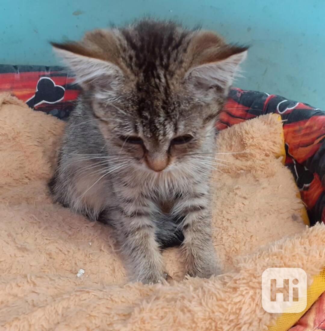 Mazlivá, hravá 3měsíční mourinka Silvinka hledá stálý - foto 1