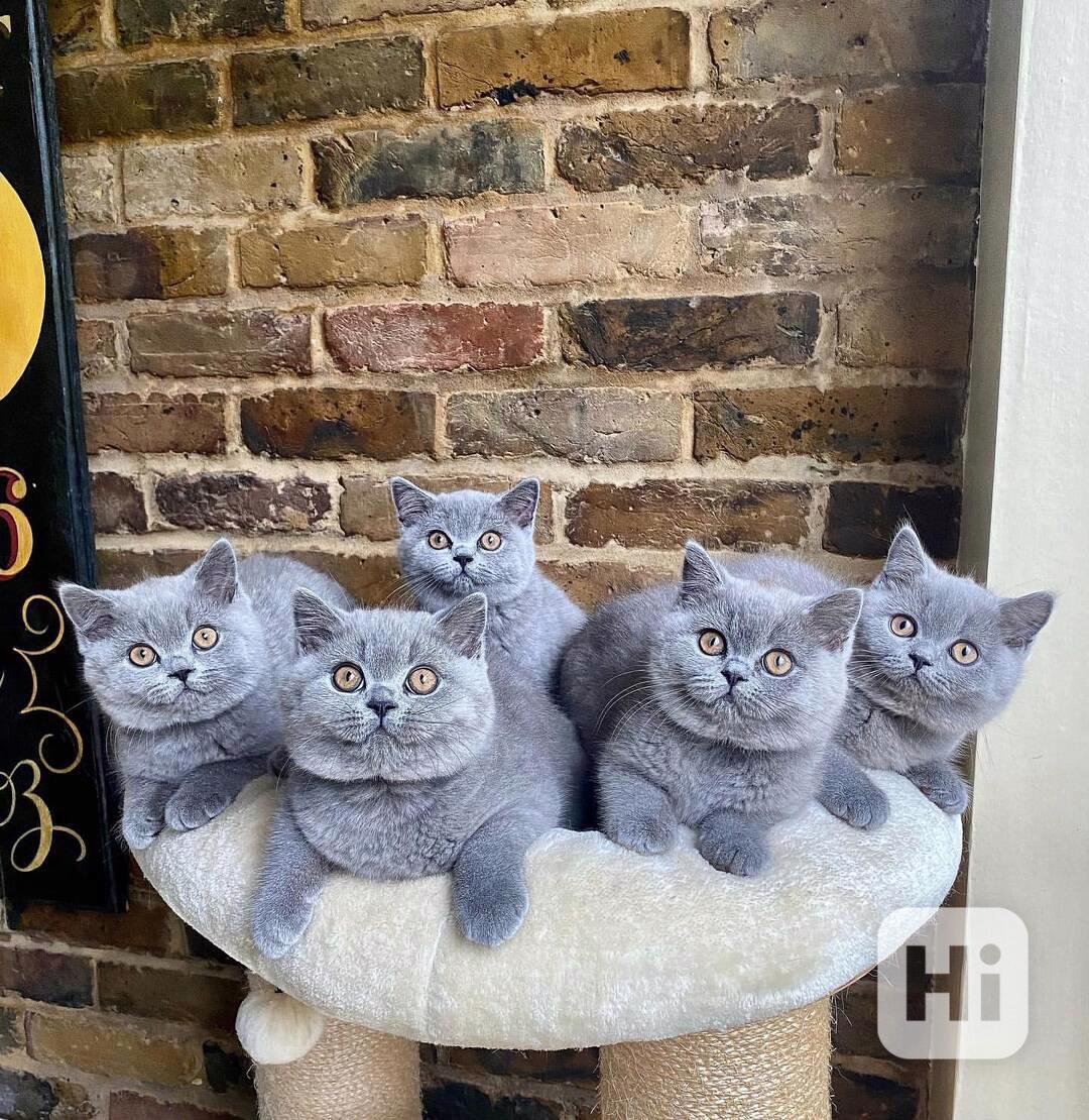 Britské krátkosrsté kotě hledá milující domov - foto 1