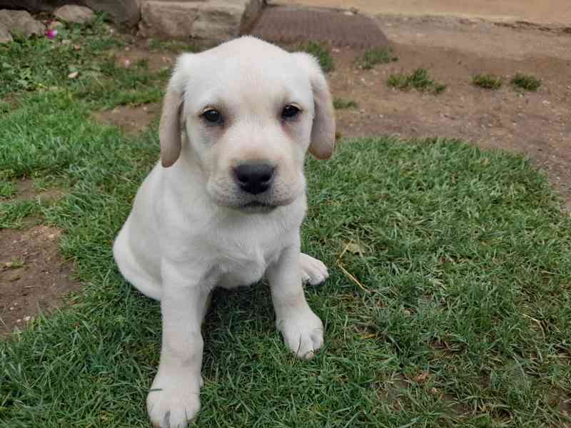 Štěňátka (pejsci) labradorského retrievera s PP - foto 2