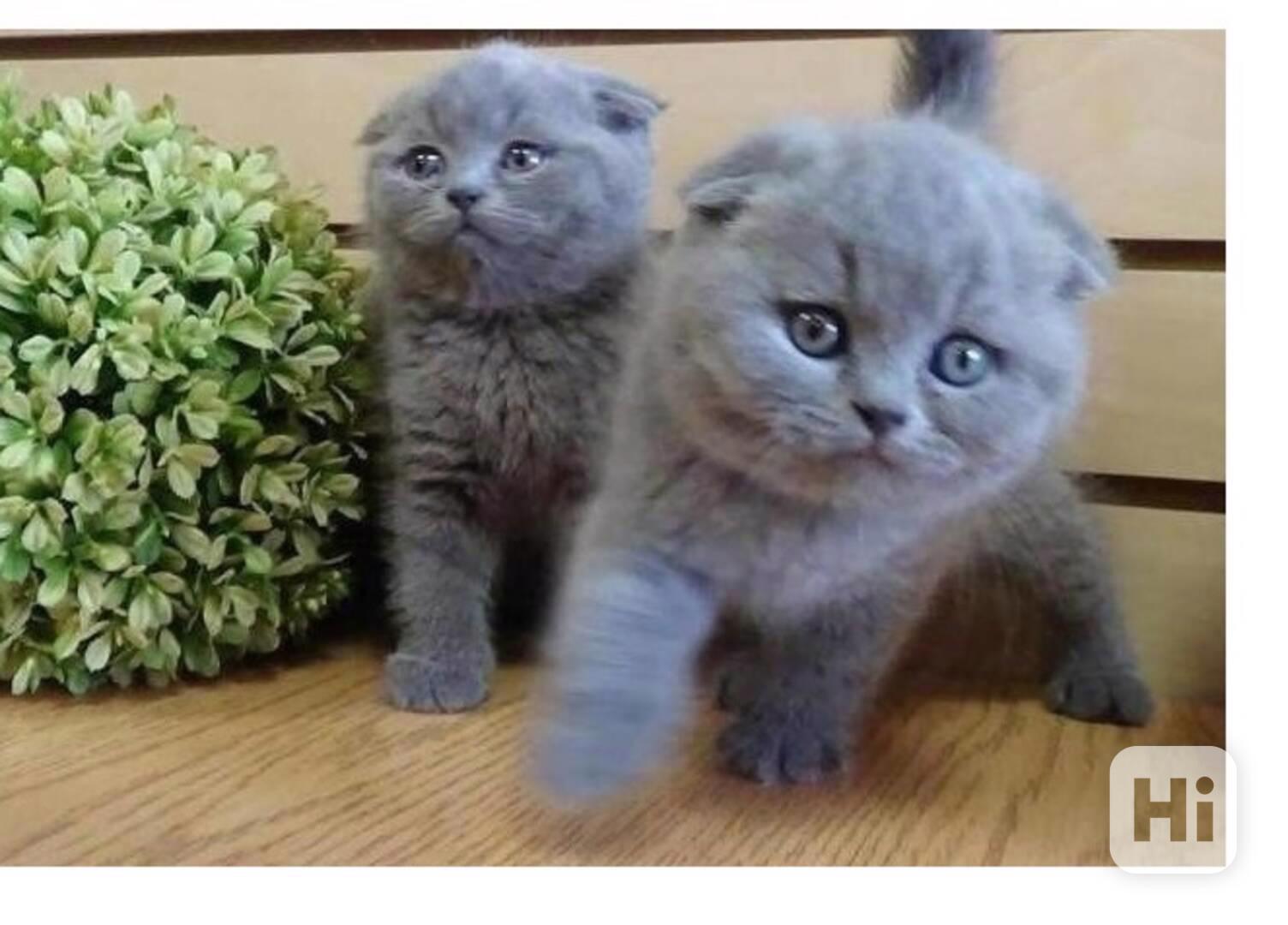 Koťata britské krátkosrsté šelmy - foto 1