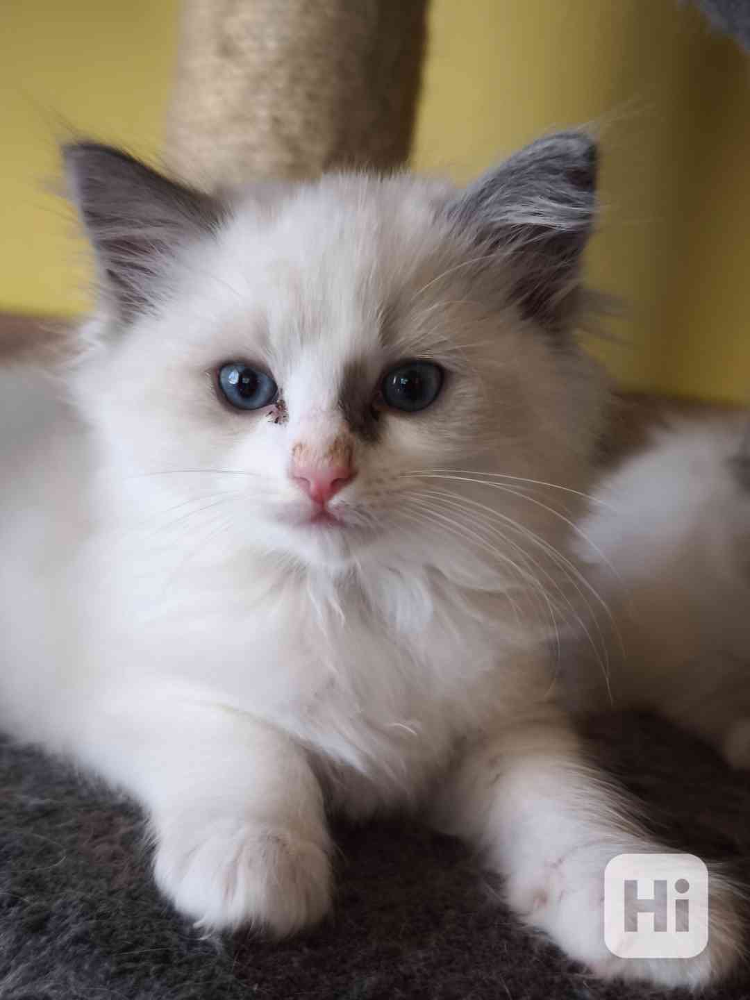 Ragdoll - foto 1