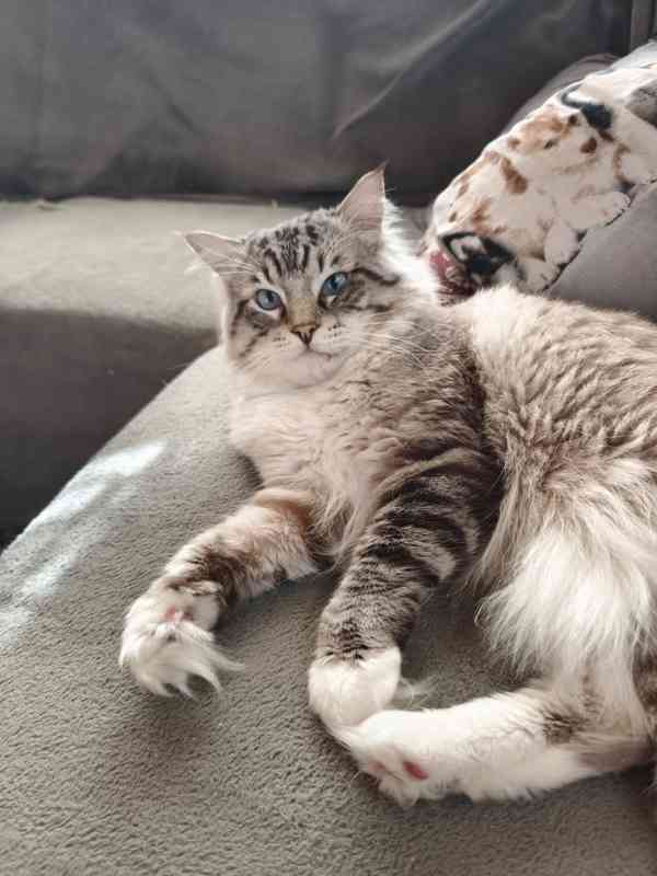 Ragdoll - foto 15